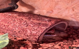 Corn Snake reptiles for sale: Female corn snake for sale  - Image 2