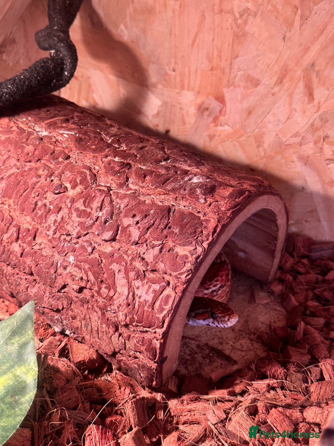 Corn Snake reptiles for sale: Female corn snake for sale  - Image 2