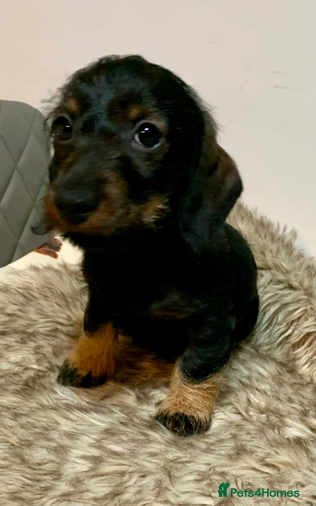 Miniature Dachshund dogs for sale: Miniature wirehaired daschunds - Advert 8