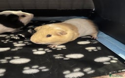 Guinea Pig rodents for sale: 2 male guinea pigs  - Image 2