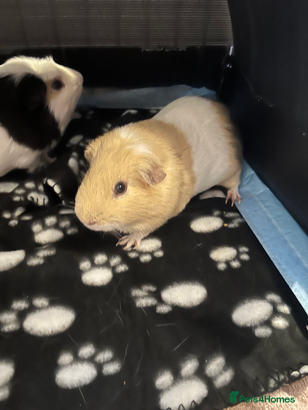 Guinea Pig rodents for sale: 2 male guinea pigs  - Image 2