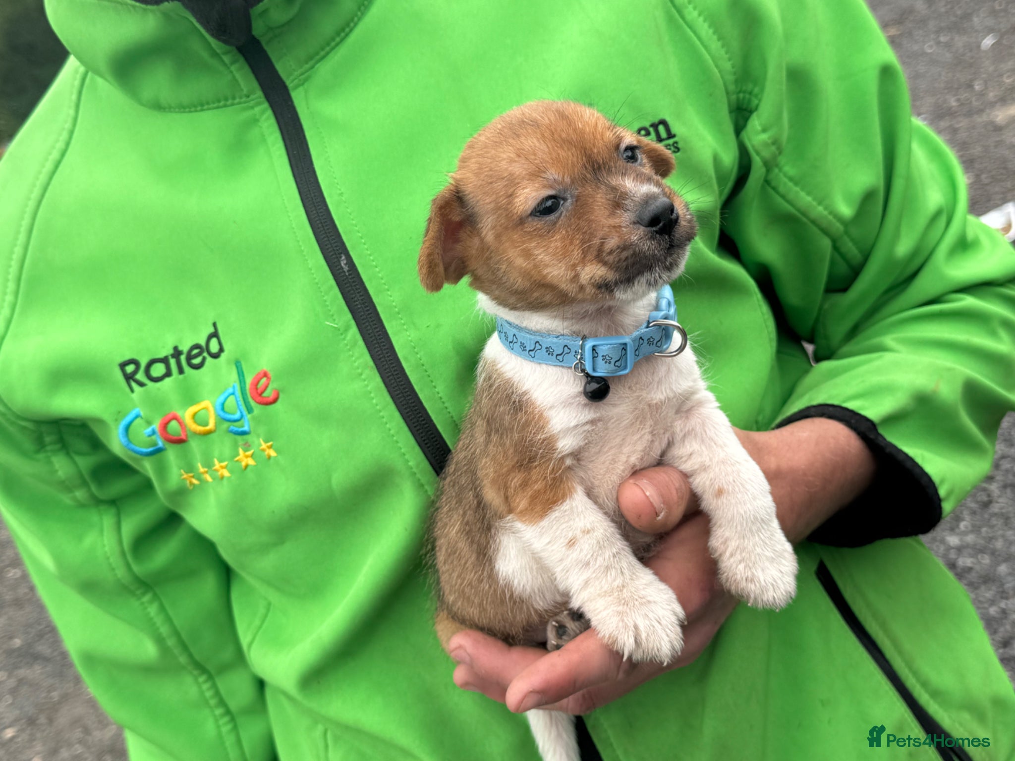 Jack Russell dogs Jack russel puppy 8 weeks old  - Advert 1