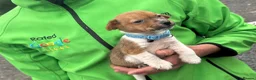 Jack Russell dogs for sale: Jack russel puppy 8 weeks old  - Advert 1