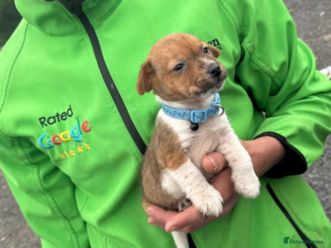 Jack Russell dogs for sale: Jack russel puppy 8 weeks old  - Advert 1