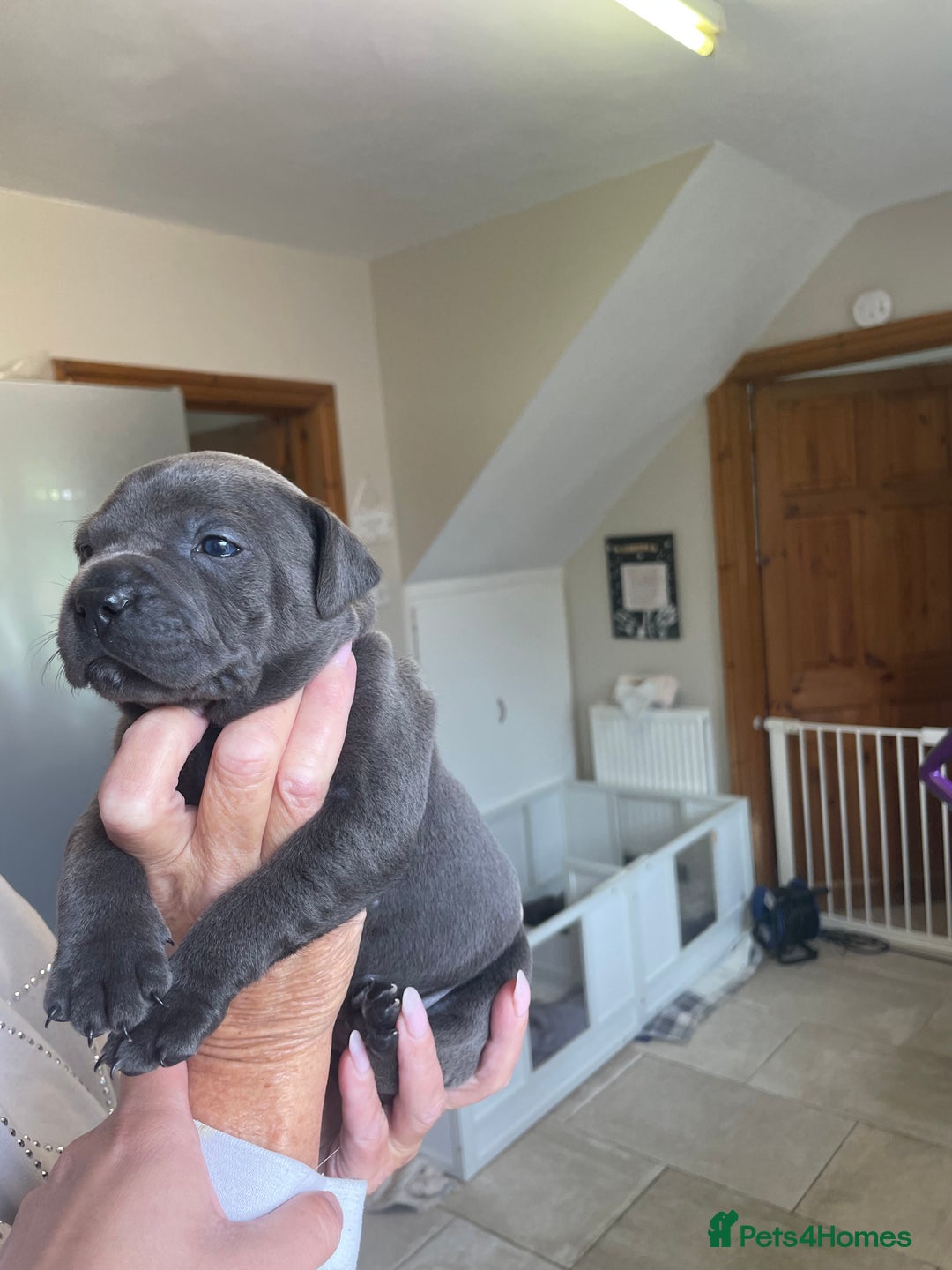 Staffordshire Bull Terrier dogs for sale: Exceptional Champion Pedigree, beautiful blues!! - Image 8