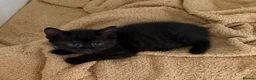 Mixed Breed cats for sale: 🐾 Beautiful Black Kittens 🐾 - Advert 4