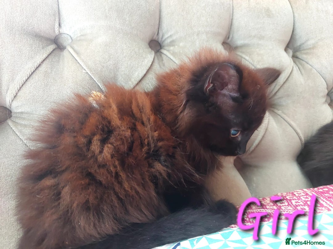 Mixed Breed cats for sale: Amazing fluff balls - Image 9