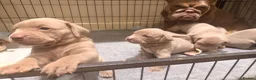 Mixed Breed dogs for sale: Beautiful Bullmaraner Puppies x 5  - Advert 12