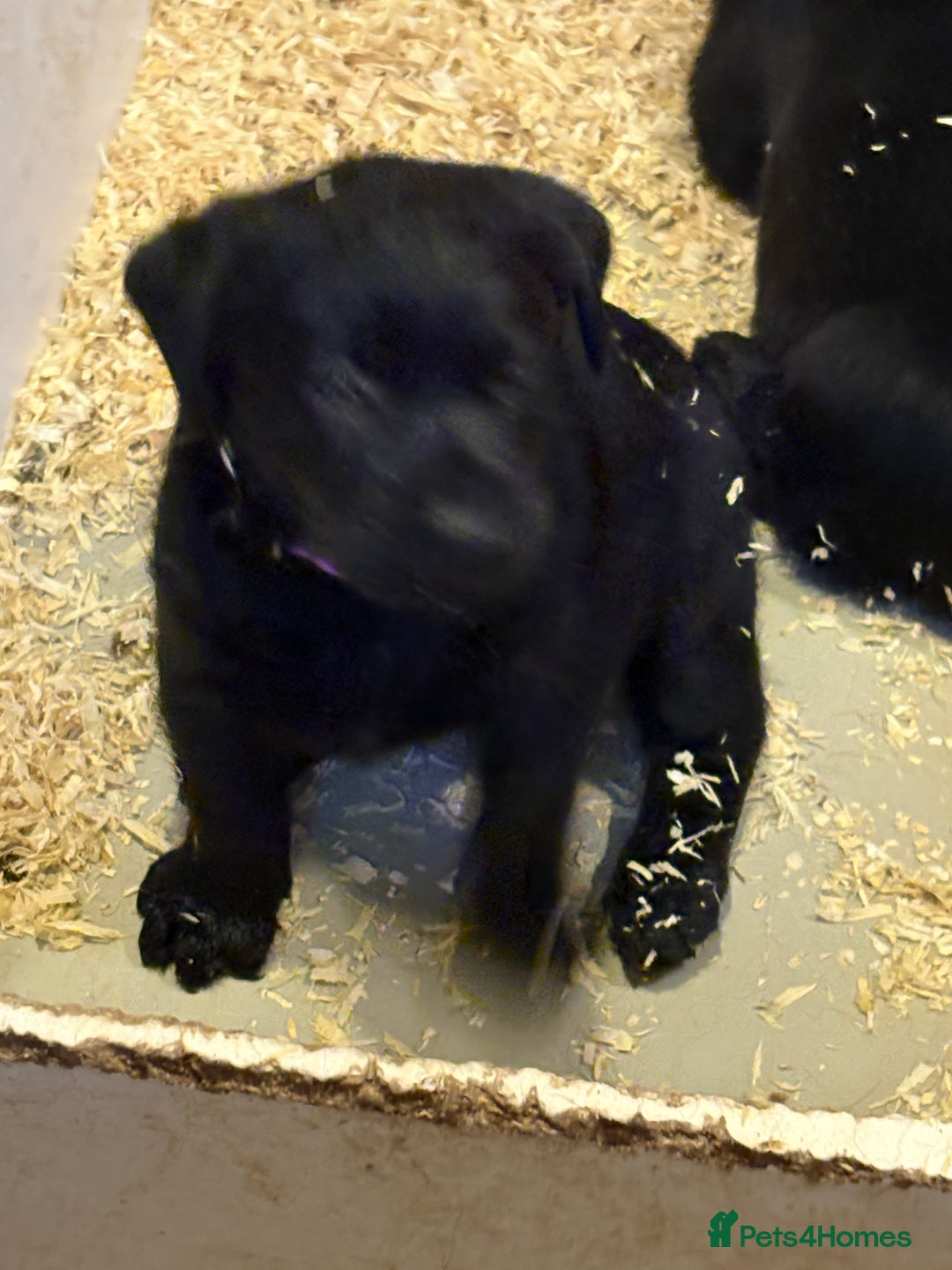 Labrador Retriever dogs for sale: CHUNKY BIG BONED SHOW LABRADOR PUPPYS - Image 2
