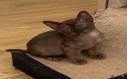 Burmese cats for sale: Beautiful Burmese boys for sale - Image 11