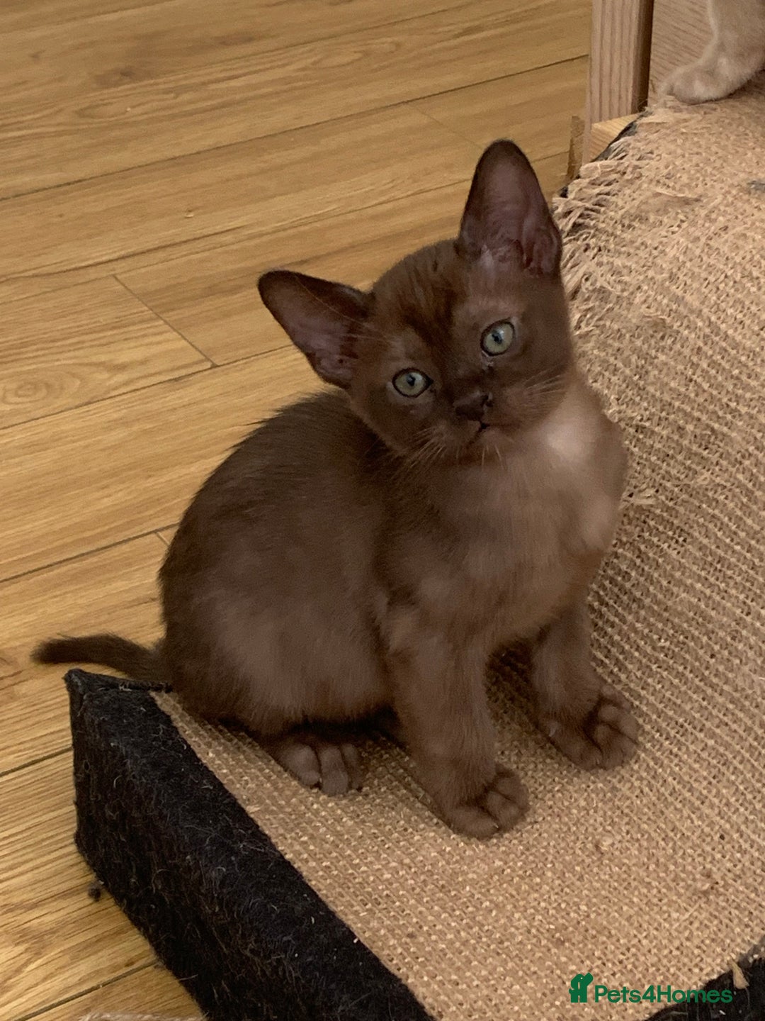 Burmese cats for sale: Beautiful Burmese boys for sale - Image 11