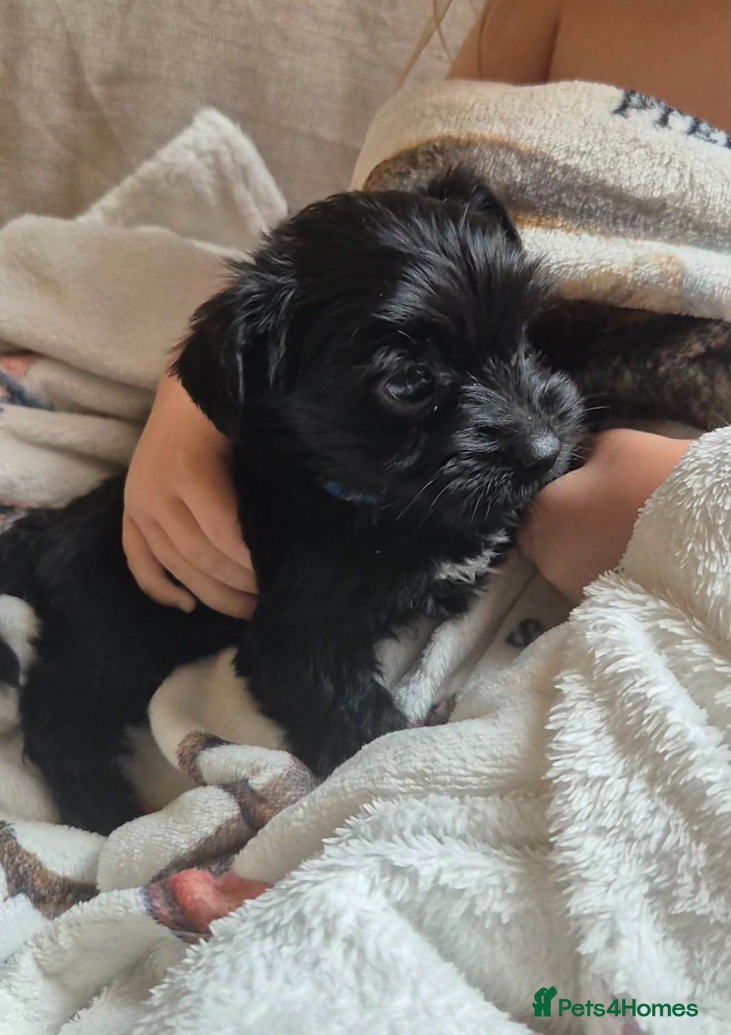 Yorkshire Terrier dogs Gorgeous Lilliputian Yorkies available  - Advert 2