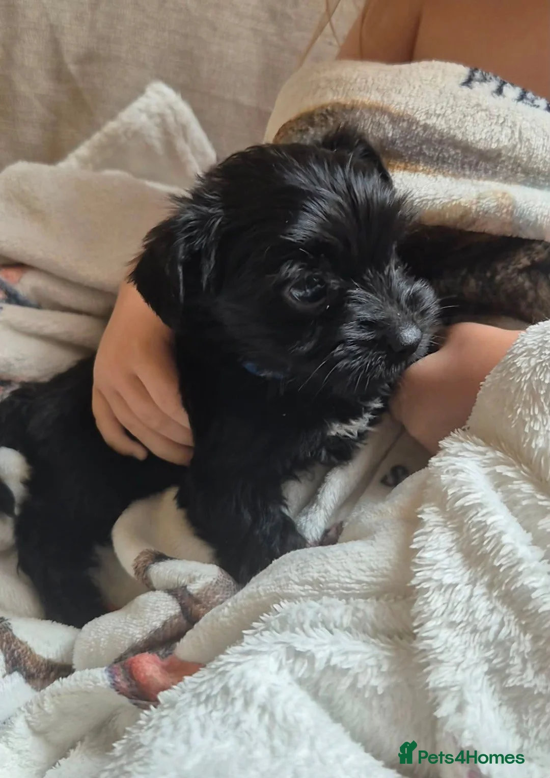 Yorkshire Terrier dogs for sale: Lilliputian Yorkies all now reserved - Advert 2