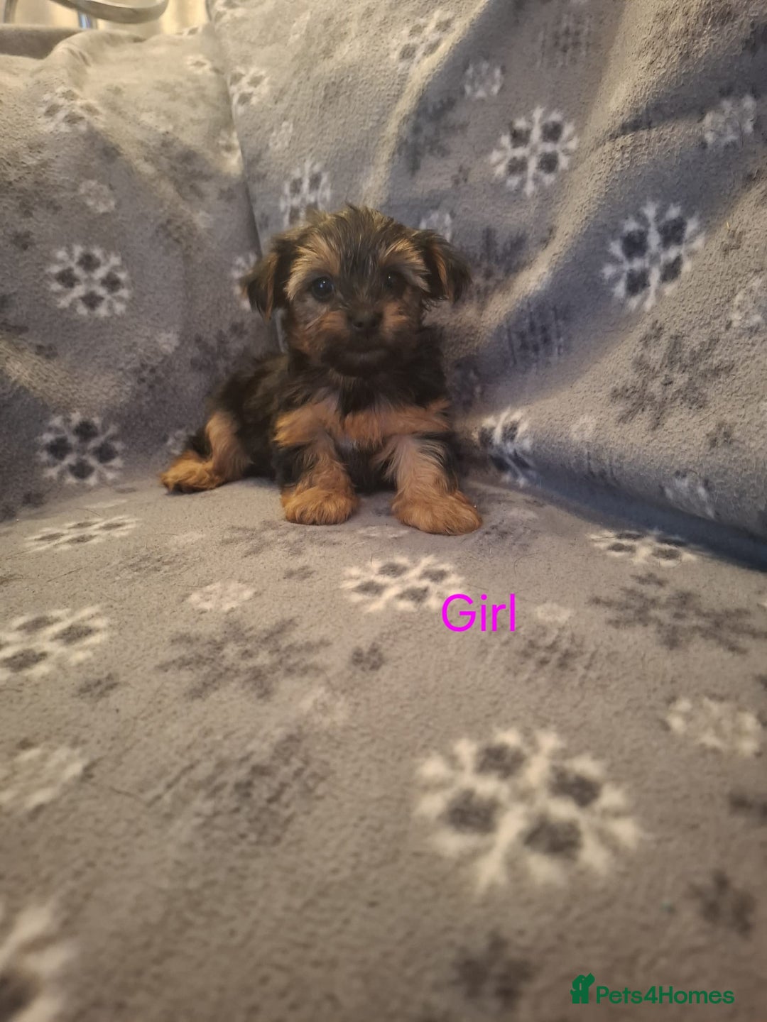 Yorkshire Terrier dogs for sale: Miniature Yorkshire Terrier pups - Image 6