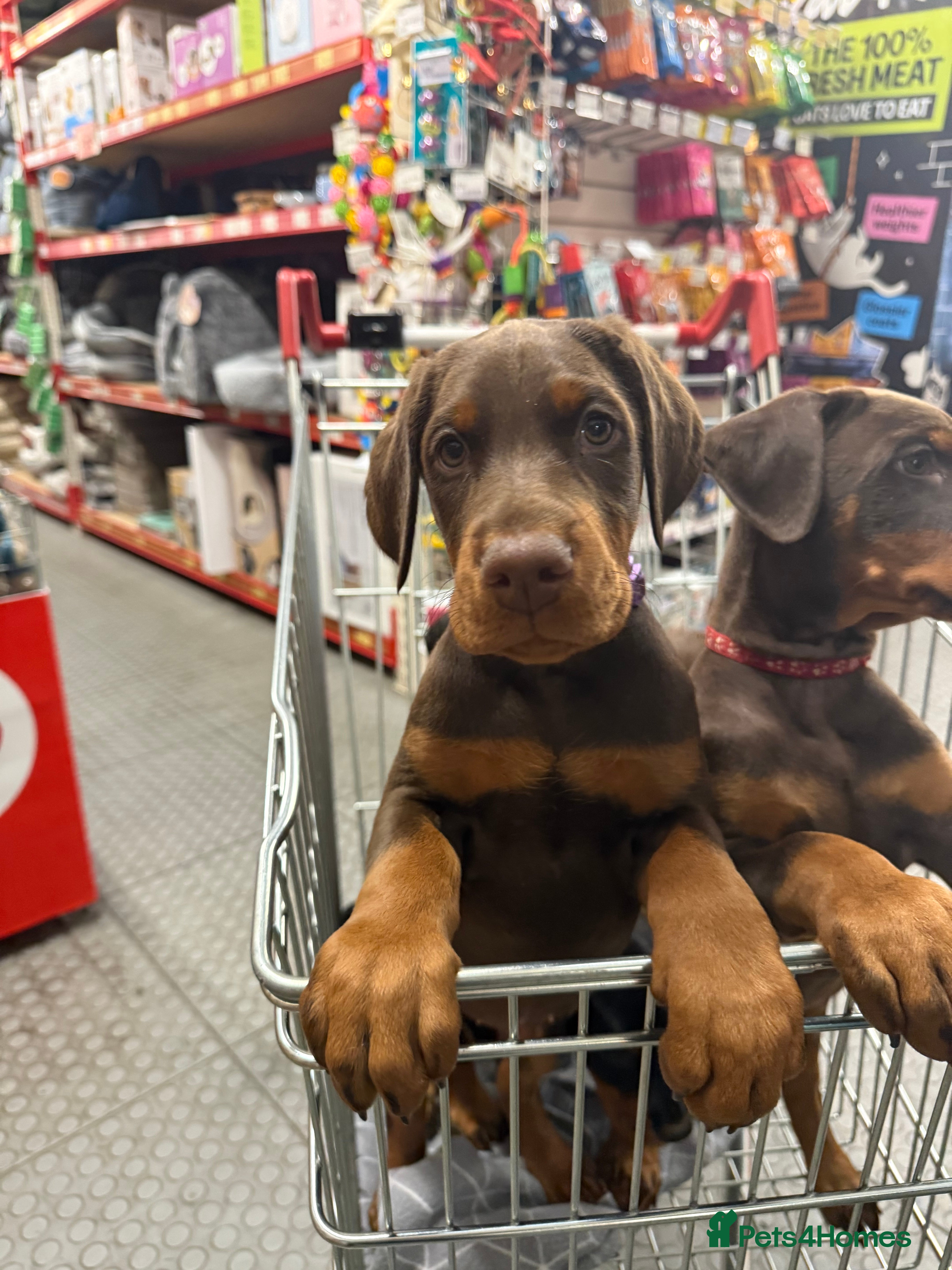 Dobermann dogs OUTSTANDING FULL EUROPEAN DOBERMAN - Advert 4