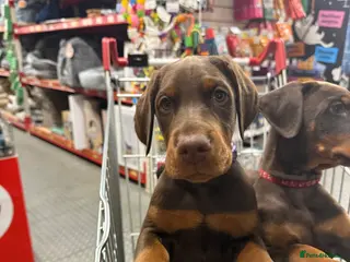 Dobermann dogs OUTSTANDING FULL EUROPEAN DOBERMAN - Advert 1