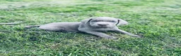 Labrador Retriever dogs for stud: KC REGISTERED SILVER LAB FOR STUD  - Advert 2