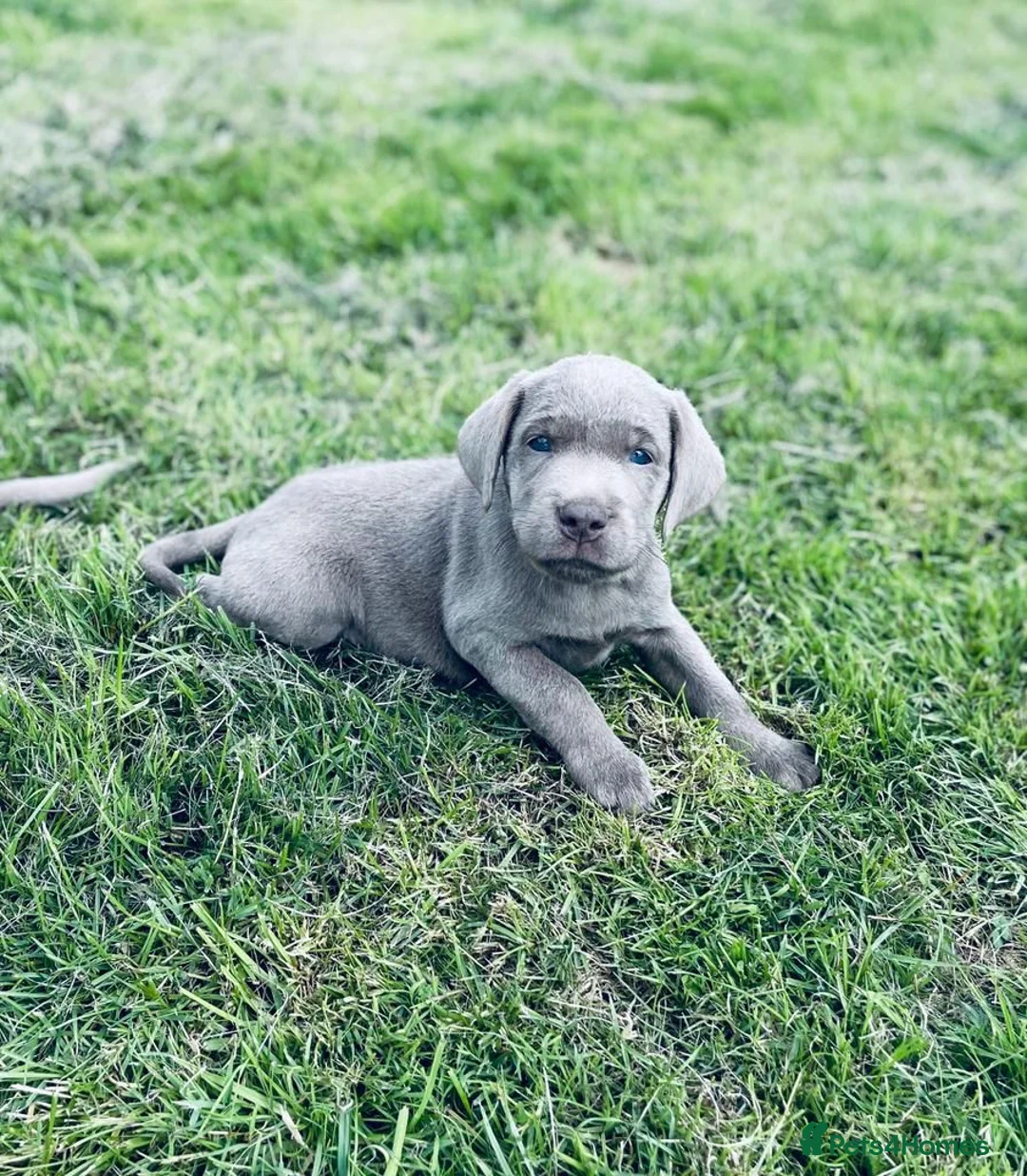 Labrador Retriever dogs for stud: KC REGISTERED SILVER LAB FOR STUD  - Advert 2