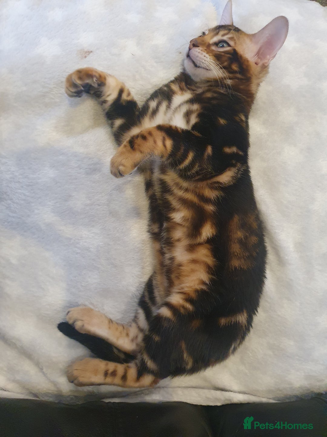 Bengal cats for sale: Pedigree Bengal Kittens - Advert 13