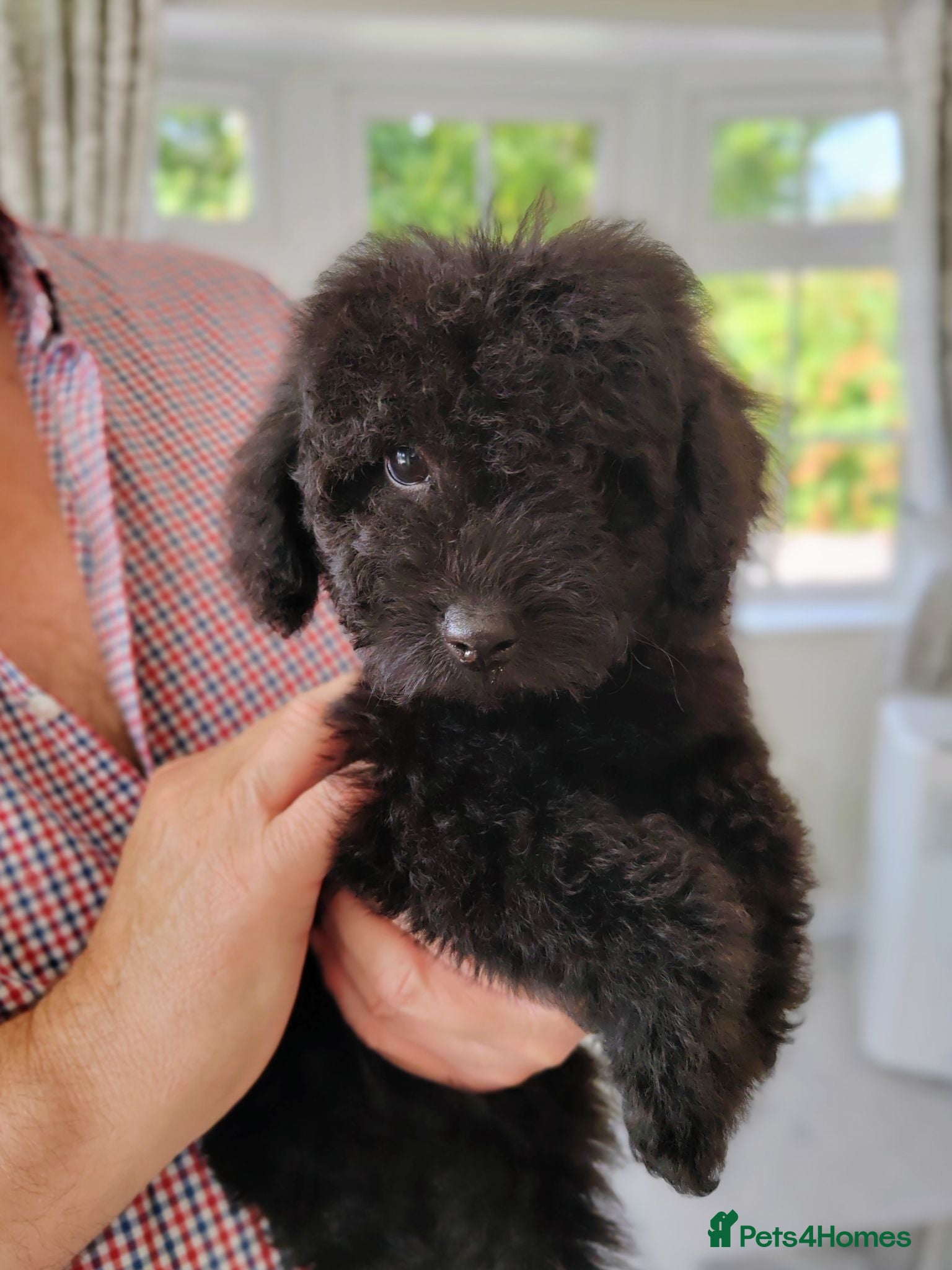 Cavapoo dogs DNA TESTED PARENTS & GRANDPARENTS TOY CAVAPOO   - Advert 2