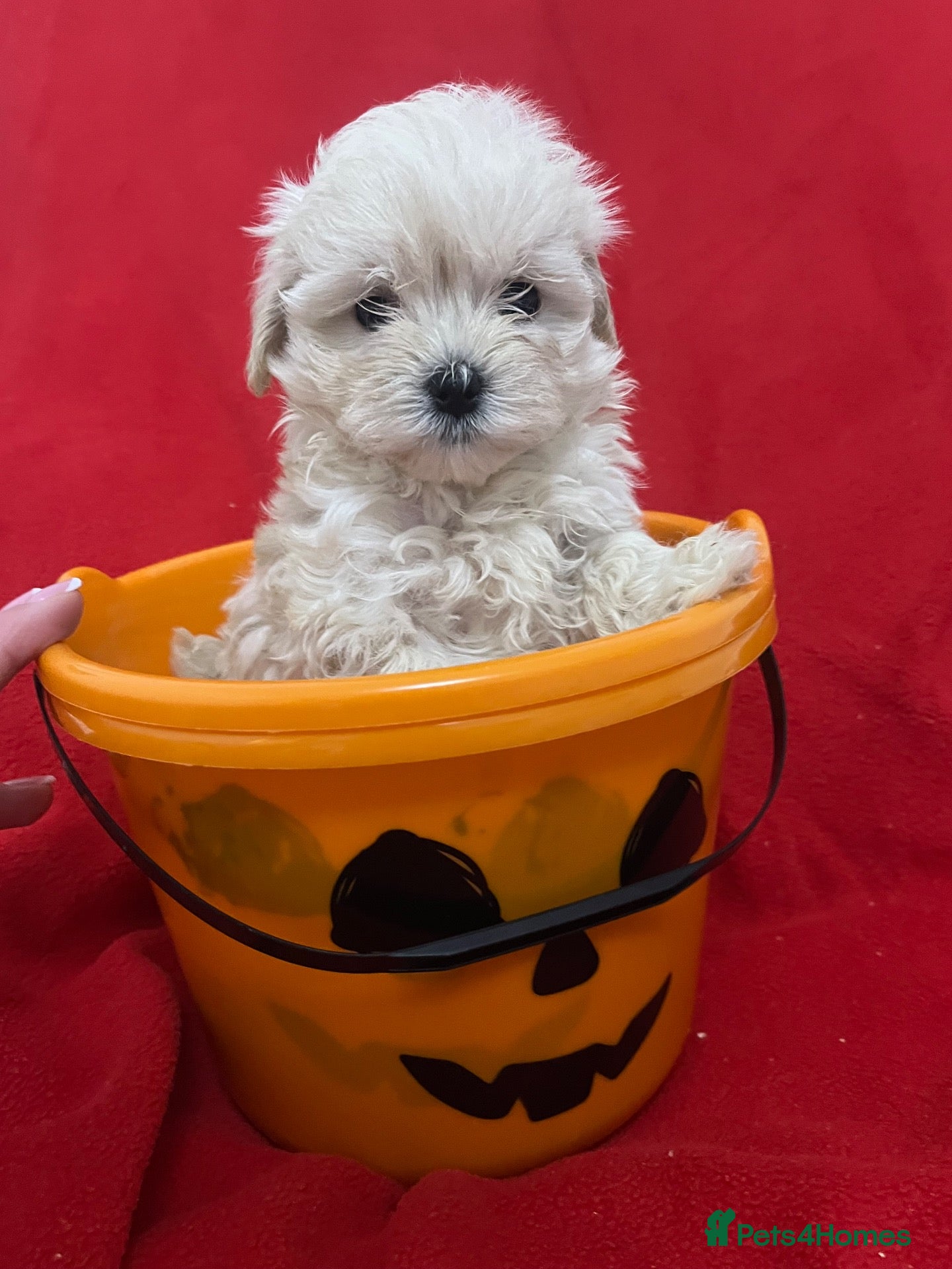 Maltipoo dogs for sale: TOY/KOREAN MALTIPOOS kc reg parents last boy  - Advert 2