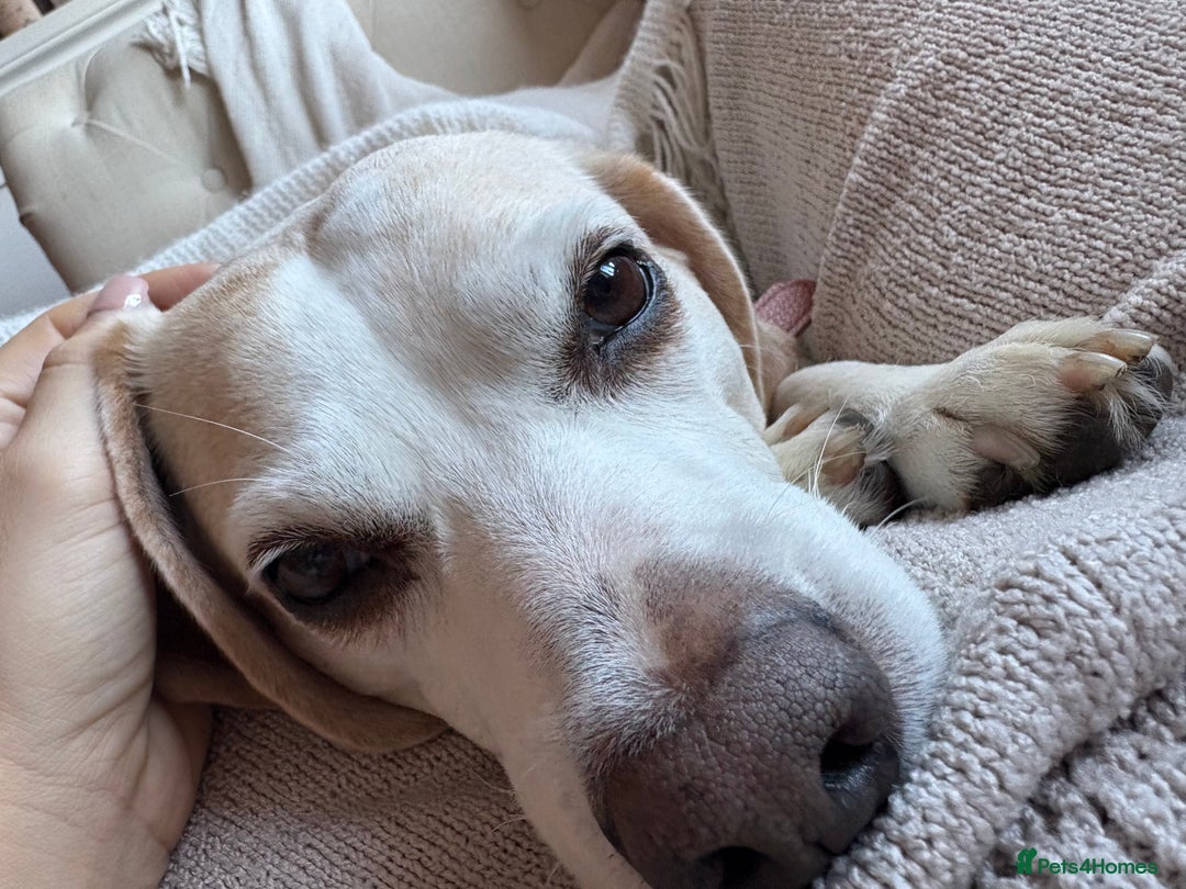 Beagle dogs for sale: Two beautiful beagles  - Advert 7