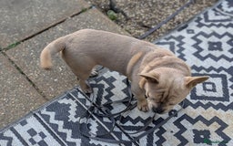 Mixed Breed dogs for sale: 9 months old playful french bulldog mix - Image 4
