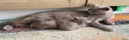 British Shorthair cats for sale: Stunning set of British blues - Advert 6