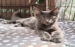 Maine Coon cats for sale: Maine Coon XL purebred active - Image 27