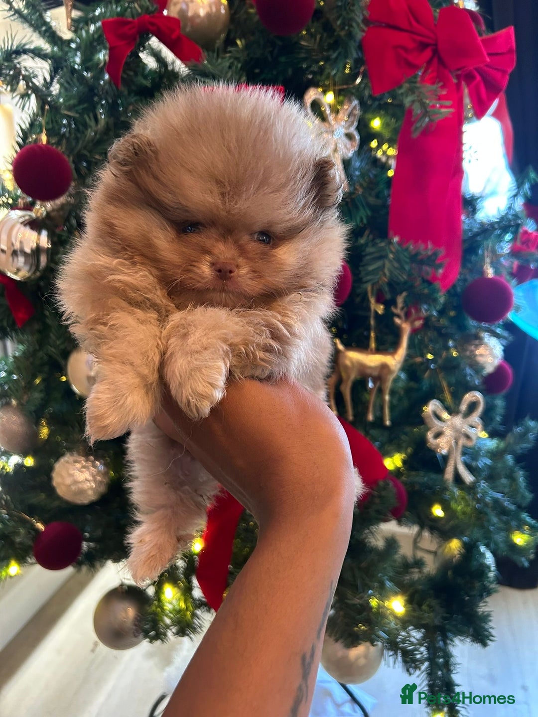 Pomeranian dogs for sale: Beautiful Merle Pomeranian - Advert 3