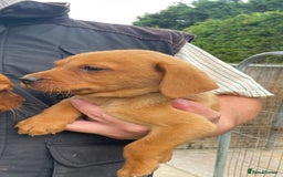 Labrador Retriever dogs for sale: Fox Red/ black Labrador puppies  - Image 6