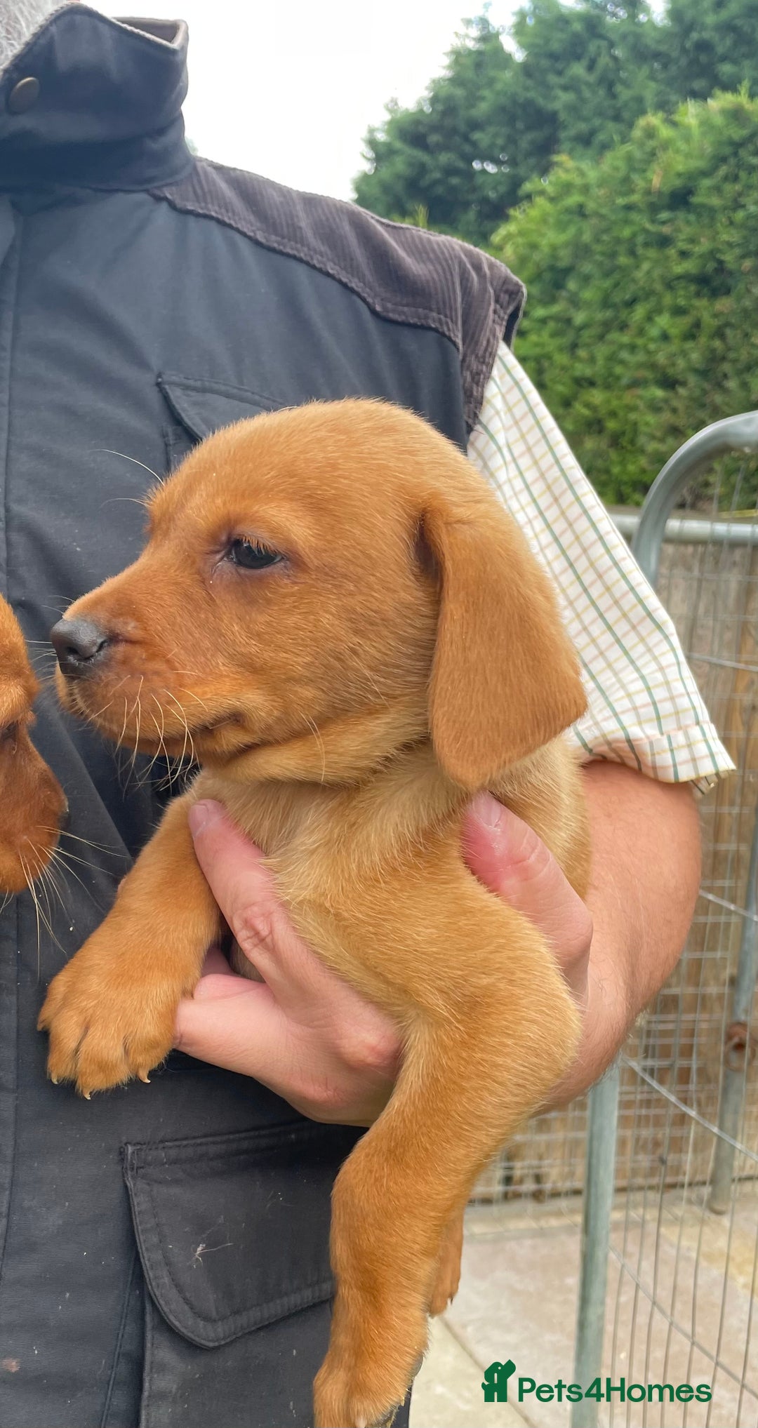 Labrador Retriever dogs for sale: Fox Red/ black Labrador puppies  - Image 6