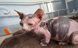 Sphynx cats for sale: 🩷 Sphynx Kitten – Female   - Image 6