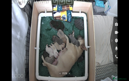 French Bulldog dogs for sale: French bulldog gorgeous girl - Image 7