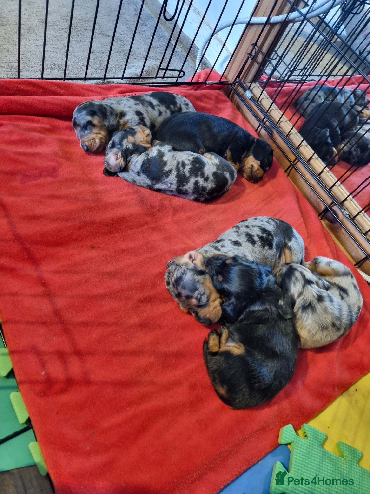 Miniature Dachshund dogs Miniature dachshunds - Advert 16