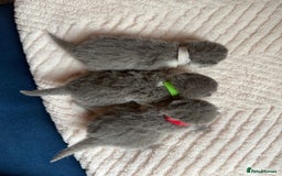 British Shorthair cats for sale: Outstanding kittens 😻 Champion line🥇🏆😻 - Image 3