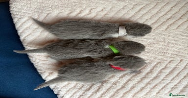 British Shorthair cats - Advert 3