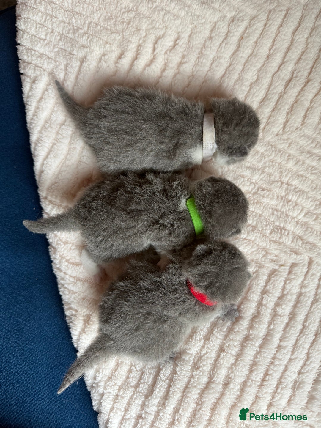 British Shorthair cats for sale: Outstanding kittens 😻 Champion line🥇🏆😻 - Image 3