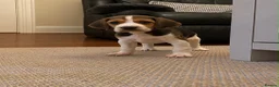 Beagle dogs for sale: Beagle pups - Advert 4