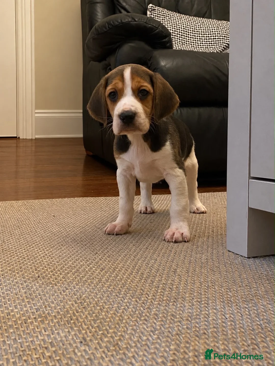 Beagle dogs for sale: Beagle pups - Advert 4