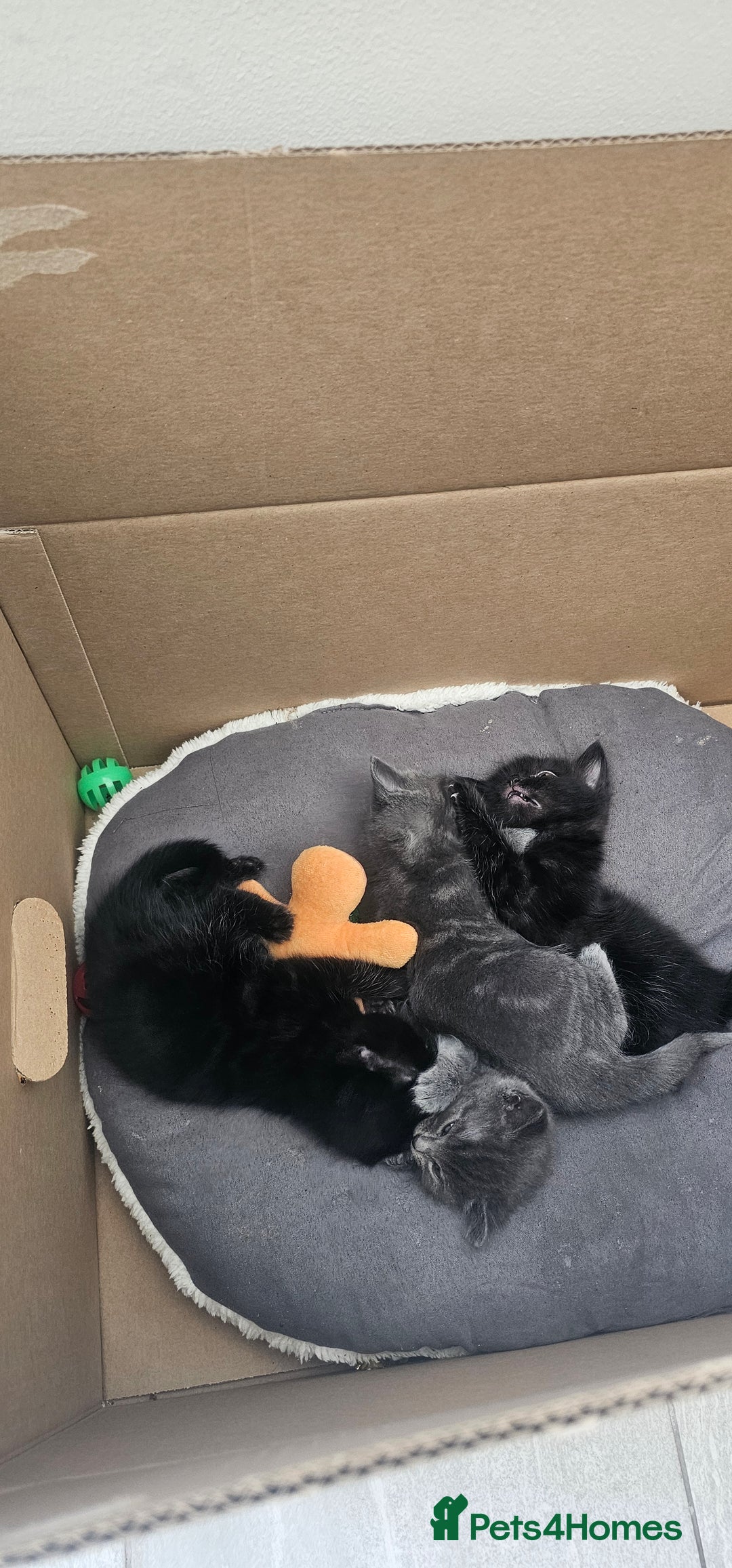 Mixed Breed cats for sale: 2 mixed breed girls(black ones left now). - Image 13