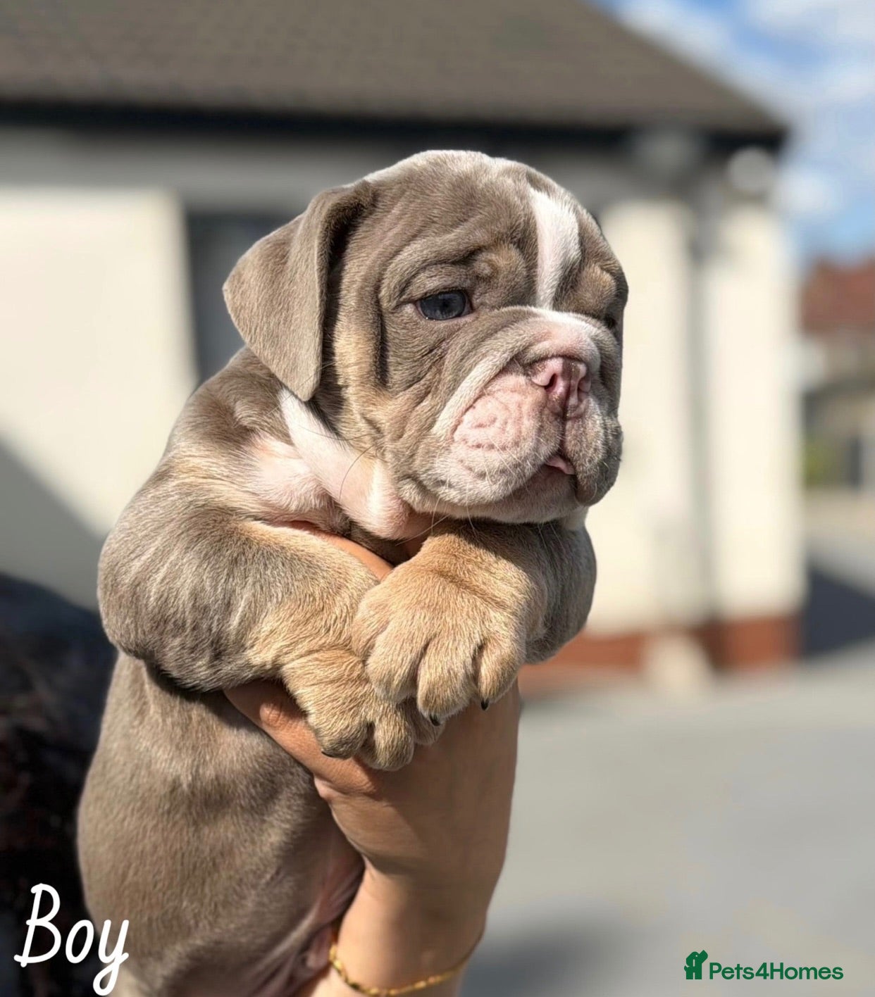 English Bulldog dogs Beautiful English Bulldog Puppies - Advert 1