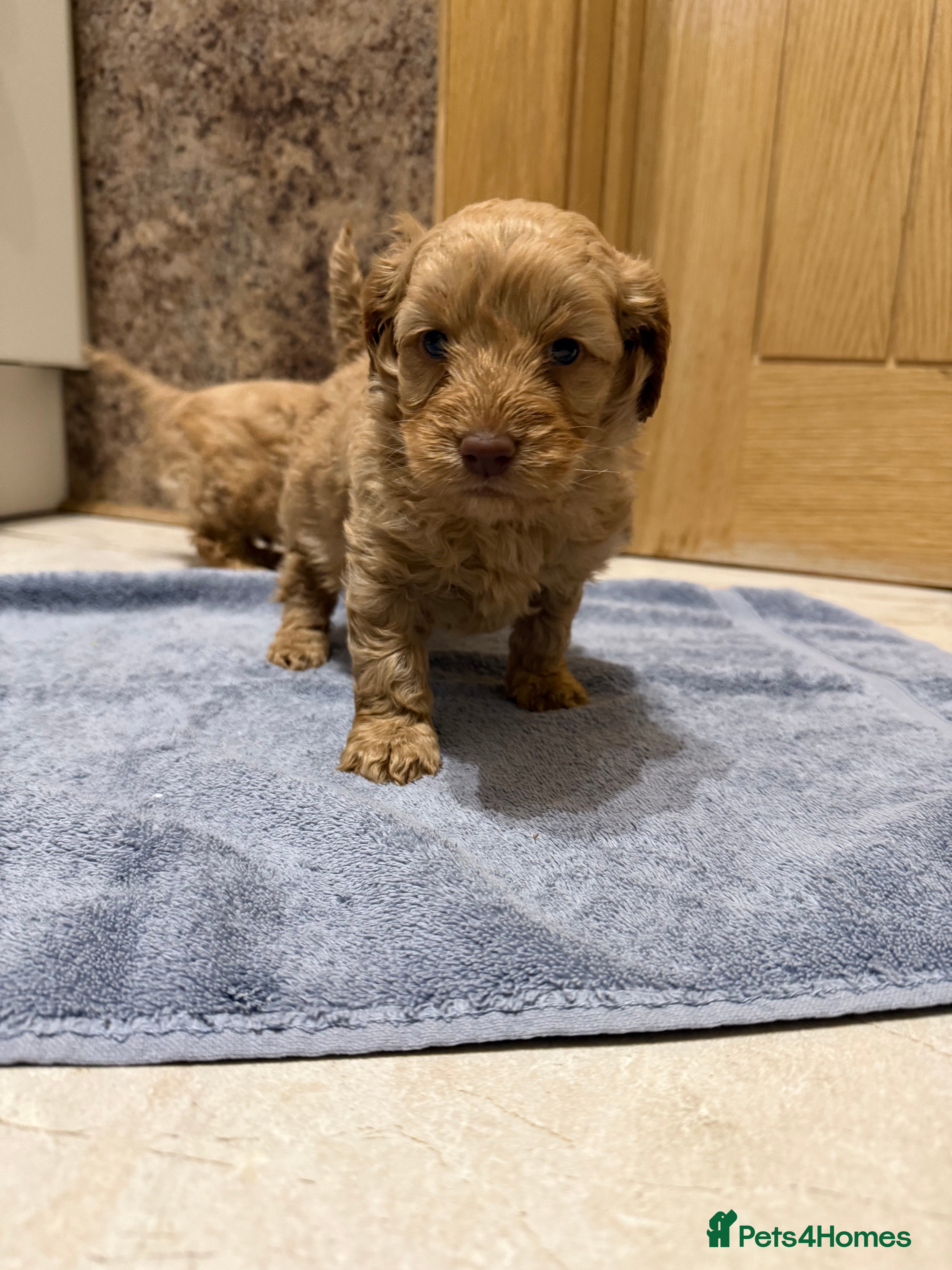 Cockapoo dogs DNA Health Tested Cockapoos  - Advert 1