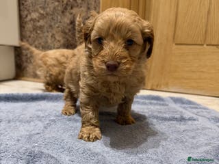 Cockapoo dogs DNA Health Tested Cockapoos - Advert 2