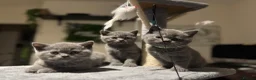 British Shorthair cats for sale: Beautiful Cobby British Blue Kittens 😍  - Advert 2