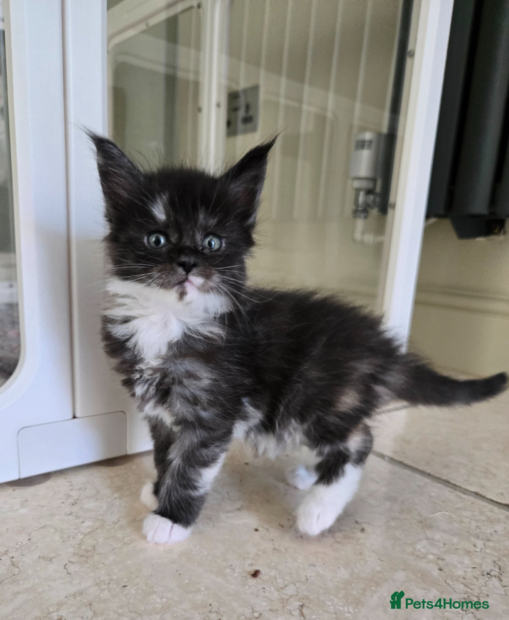 Maine Coon cats GCCF Registered Maine Coon Kittens  - Advert 5