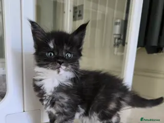 Maine Coon cats GCCF Registered Maine Coon Kittens - Advert 5