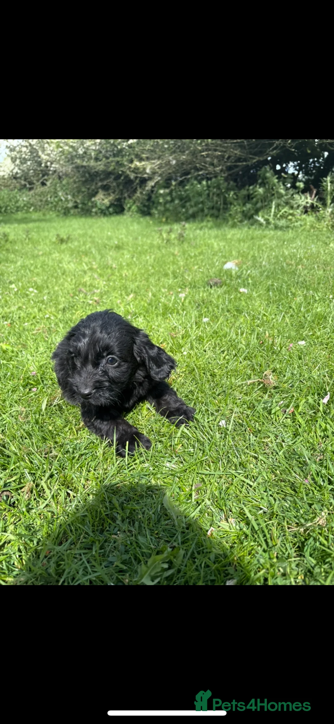 Cockapoo dogs for sale: F1 cockapoo puppies - Advert 2