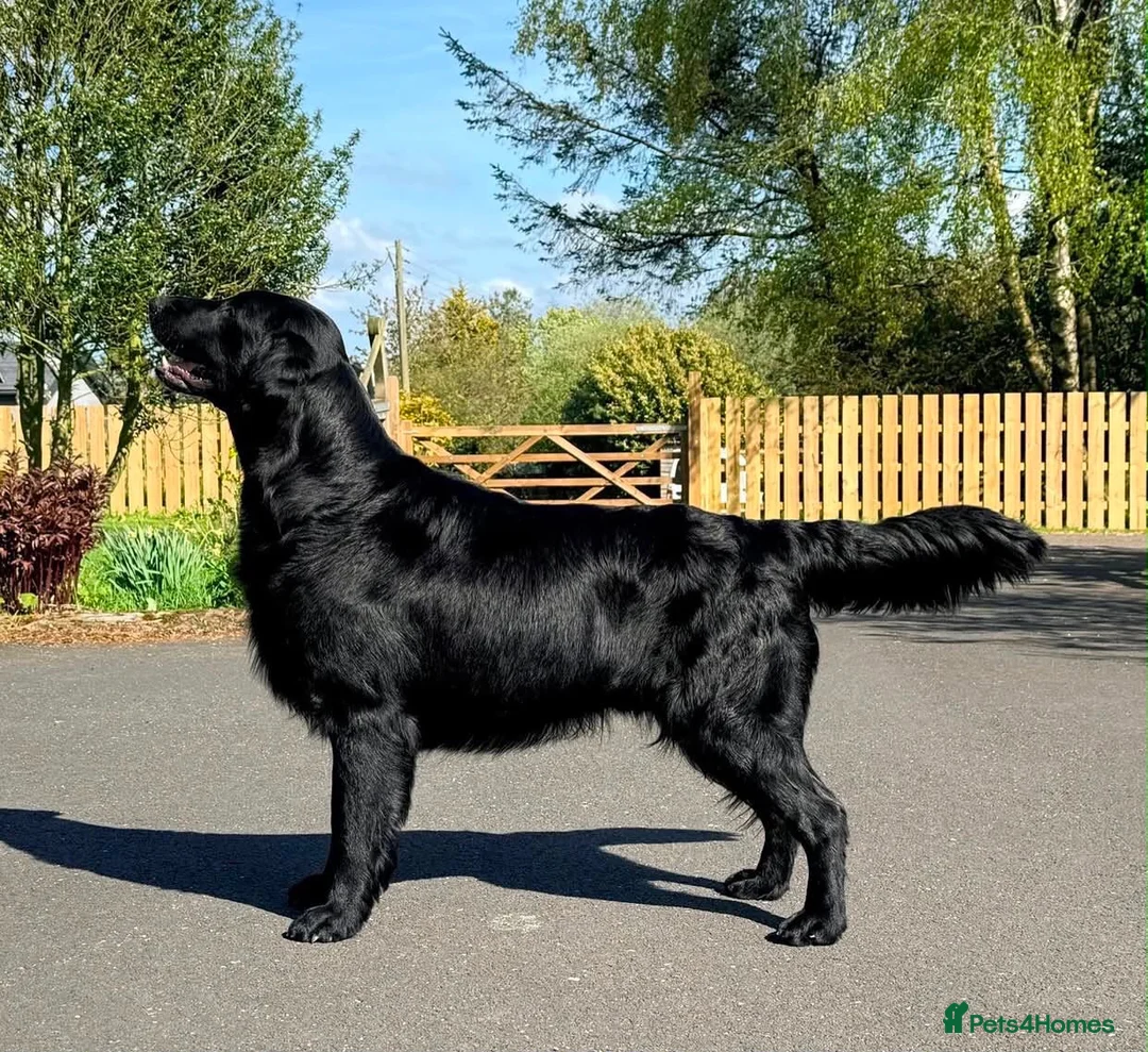 Flat coated Retriever dogs for sale: Long awaited Flatcoat litter.  - Advert 2