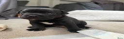 Staffordshire Bull Terrier dogs for sale: Staff puppies - Advert 7